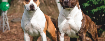 Стафф терьера,  искусавшего жительницу Вилково, конфискуют