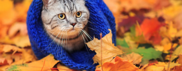 В Одесской области похолодает: возможны даже заморозки