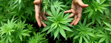 У жителя Арциза обнаружили плантацию конопли: изъято более 50 кустов