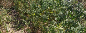 В Арцизском районе снова выявлен 