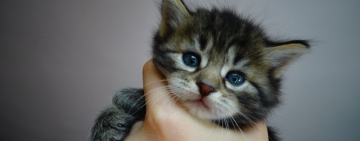 Живодер из Одессы проведёт 7 лет за решёткой - решение апелляционного суда