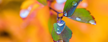 Гороскоп на неделю 11 – 17 ноября