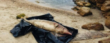 В Одессе на берег Чёрного моря массово выбрасывает дельфинов