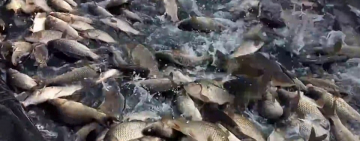 Рибоохоронний патруль запрошує приєднатися до зариблення о. Китай