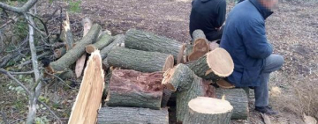 Лесорубам из Саратского района грозит уголовная ответственность за вырубку деревьев