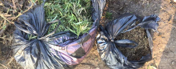 Мешканець  Арциза зібрав кілограм коноплі на міському кладовищі