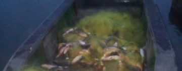 Браконьер-лодочник наловил рыбки на 271 000 гривен в Беляевском районе