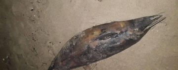 На пляже под Одессой вновь обнаружили мертвых дельфинов (фото) 