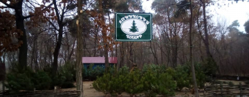 Проверь происхождение купленной ёлки в смартфоне