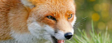 СКАЗ! Мисливські угіддя на півдні Одещини оголошено неблагополучними