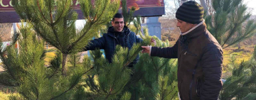 В Арцизе началась предновогодняя продажа хвойных (варианты, цены, фото)