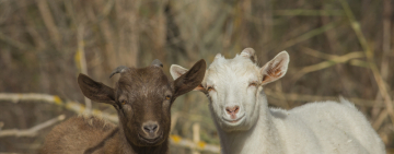 Жители Арциза обратили внимание местного депутата на очень важную проблему