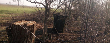 Пеньки вместо деревьев вдоль дороги между Арцизом и Татарбунарами...