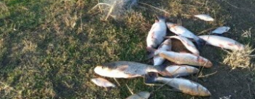 В Кілійському районі Одеський рибпатруль викрив громадянина з 12 кг незаконно добутої риби.