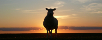  КАК В АРЦИЗЕ НЕ УТВЕРДИЛИ БЮДЖЕТ-2020: амбиции, лоббирование бизнес-интересов и упрямство 