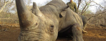 В Сеть попали фото Нестора Шуфрича с африканского сафари: в обнимку с трупами животных