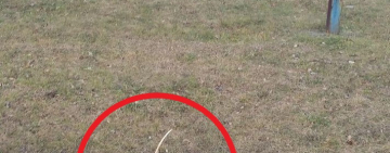 Арцизские вандалы сломали дерево в парковой зоне города