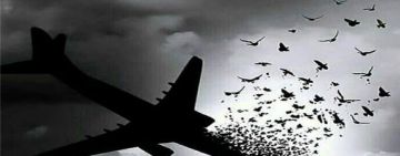 Янголи рейсу PS 752 повертаються додому: "МАУ" закликає українців до акції пам'яті