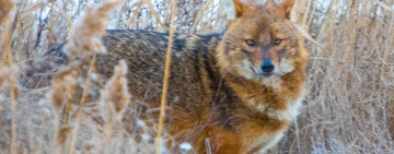 Золотистый шакал  был замечен экологами в Одесской области