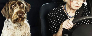 "ЕСЛИ СОБАКА ЭЛИТНОЙ ПОРОДЫ...": украинцы шутят над заявлением "Слуги народа"