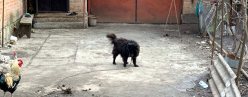 Под Кропивницким журналисты нашли собаку, которую нардеп предложил продать и расчитаться за газ