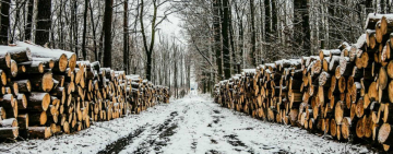  Очистка лесной отрасли от коррупционеров: первые увольнения