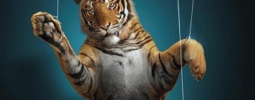 ЦИРК БЕЗ ЖИВОТНЫХ: НА ОБНОВЛЕНИЕ ПРОГРАММ ДАЛИ ГОД