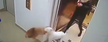  В одесской многоэтажке бойцовский пес едва не загрыз  шпица (ВИДЕО 18+)