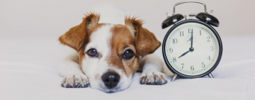 Кто по утрам злее? Ты или твоя собака?