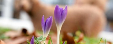 Весна идёт! Весне дорогу! Прогноз погоды на неделю