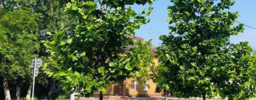 Капля меда. В Килии приступили к высадке красавцев - платанов