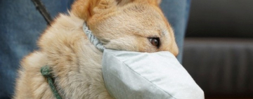 Можно ли заразиться коронавирусом от животных: правда и мифы (МОЗ)