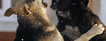 Измаильские полицейские проверяют информацию о жестоком обращении с животным местным жителем