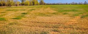 Беда не приходит одна: фермеры Килийщины дискуют погибшие от засухи поля, депутаты пишут обращения о помощи сельхозпроизводителям