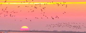 Миграции розовых фламинго у Тилигульского лимана.