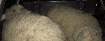 Измаильские полицейские задержали двух местных жителей, которые ночью похитили овец у жителя Килийского района