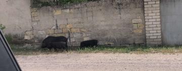 Удивительные кабанчики совершают променад по Арцизу!