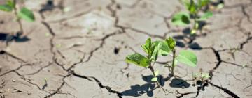 Скільки виплатять фермерам, які втратили врожай?