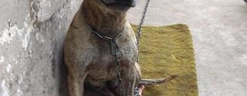 Собаки за долги: на электронных торгах продали питбультерьера 