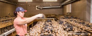 Под Одессой брат с сестрой разводят улиточную ферму:  скоро экскурсии 