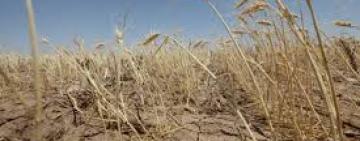 Ущерб фермерам. Климатические условия против природы