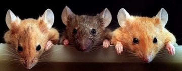 "Съели мыши": из Госрезерва пропало 2,7 тысячи вагонов зерна