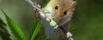 Мыши из Госрезерва добрались до марихуаны и "съели вещдок"? Подозреваемый оправдан