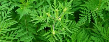 Методы борьбы с амброзией