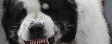 Три алабая загрызли женщину: под Одессой вынесли приговор хозяину псов-убийц