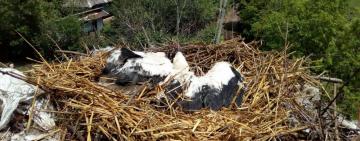 Безопасность птиц: ДТЭК расширил программу спасения аистов на Одесскую область