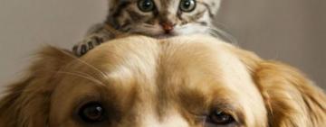 Что делать с конфискованными животными: теперь их продавать не будут