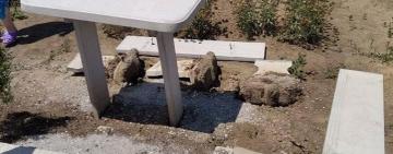 В Килии на одном из кладбищ города орудовали вандалы