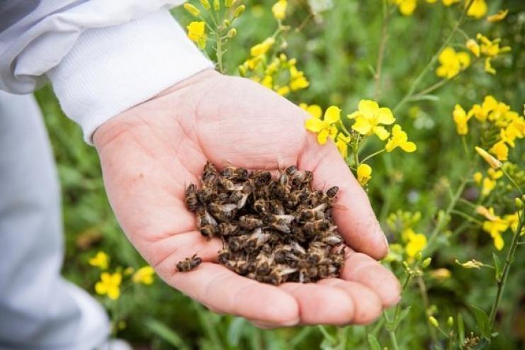 Нардеп пропонує ввести кримінальну відповідальність за знищення бджіл