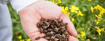 Нардеп пропонує ввести кримінальну відповідальність за знищення бджіл